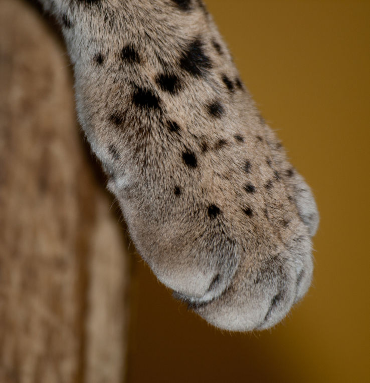 Marwell Zoo Trip Packages