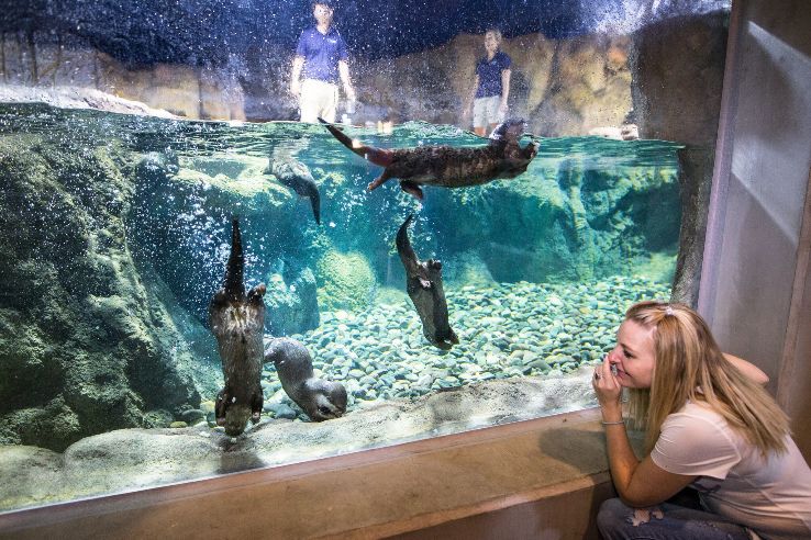 OdySea Aquarium Trip Packages