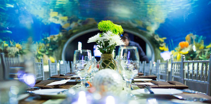 OdySea Aquarium Trip Packages