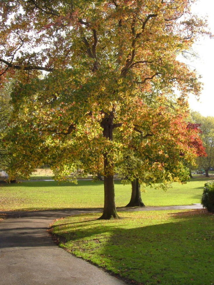 Belmont Park  Trip Packages