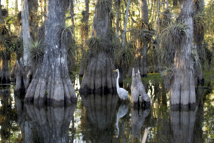 Everglades National Park  Trip Packages