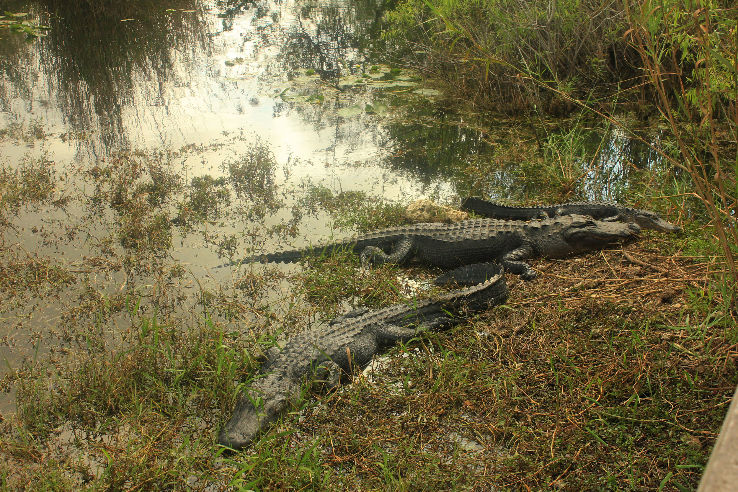 Everglades National Park  Trip Packages