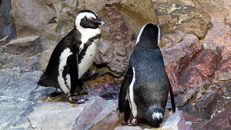 New England Aquarium Trip Packages