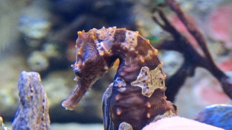 New England Aquarium Trip Packages