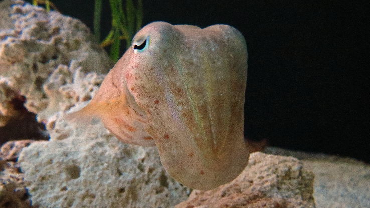 New England Aquarium Trip Packages