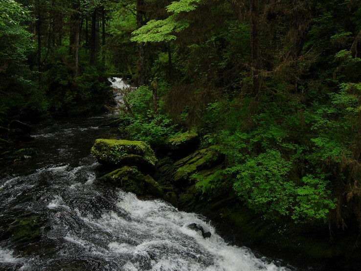 Tongass National Forest Trip Packages