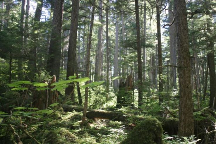 Tongass National Forest Trip Packages