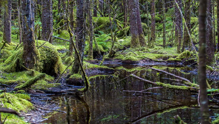Tongass National Forest Trip Packages