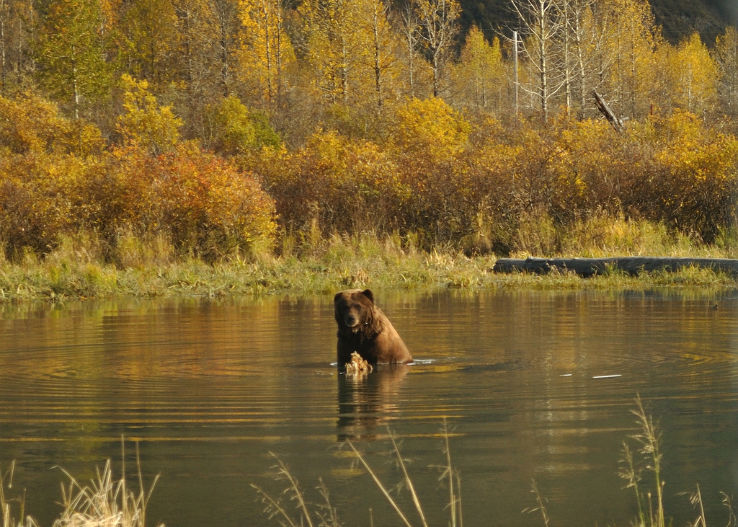 Alaska Wildlife Conservation Center Trip Packages