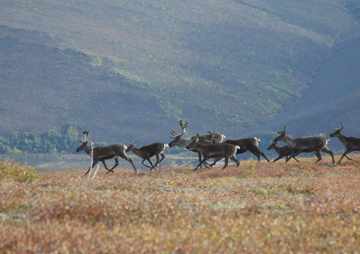 Alaska Wildlife Conservation Center Trip Packages