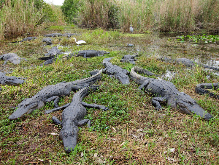 Everglades National Parks  Trip Packages