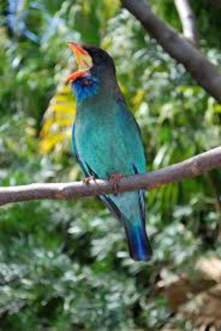 Zoo Miami  Trip Packages