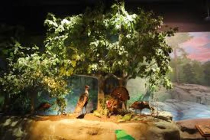 Fernbank Museum of Natural History Trip Packages