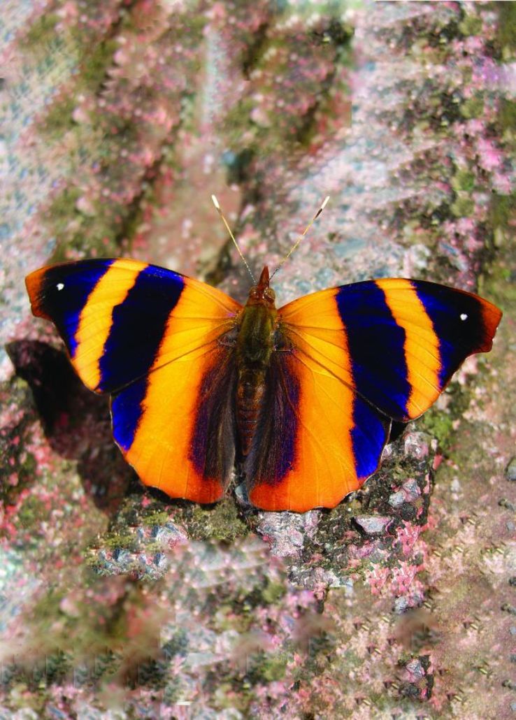 National Butterfly Center Trip Packages