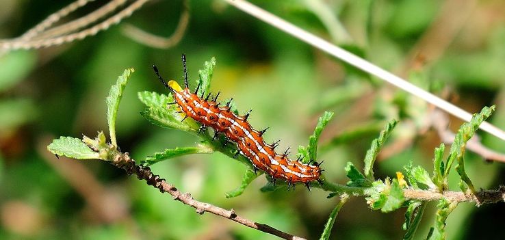 National Butterfly Center Trip Packages