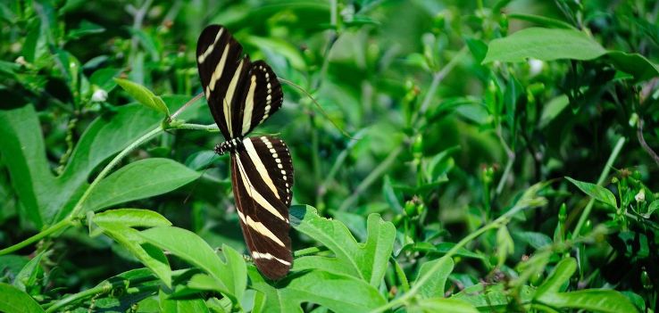 National Butterfly Center Trip Packages