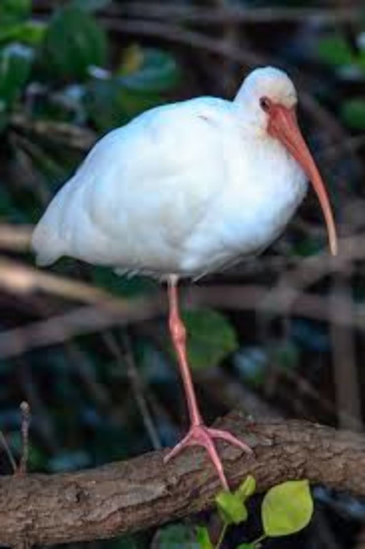 Shark Valley  Trip Packages