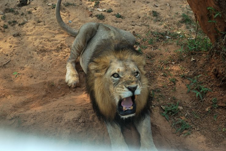 Zoological Wildlife Foundation  Trip Packages