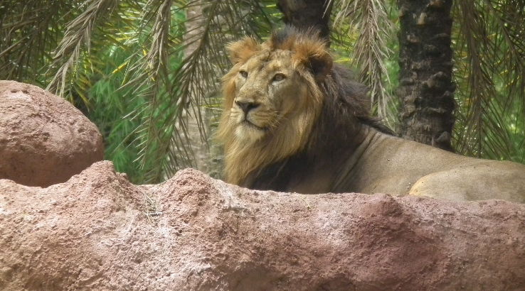 Zoological Wildlife Foundation  Trip Packages