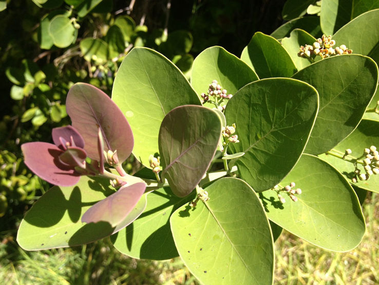 Hawaii Volcanoes National Park Trip Packages