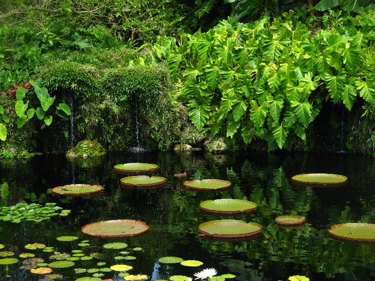 Fairchild tropical Botanical Garden  Trip Packages