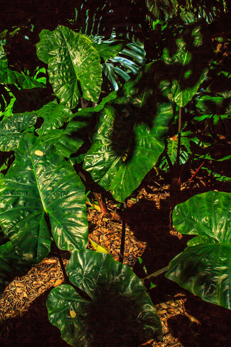 Fairchild tropical Botanical Garden  Trip Packages