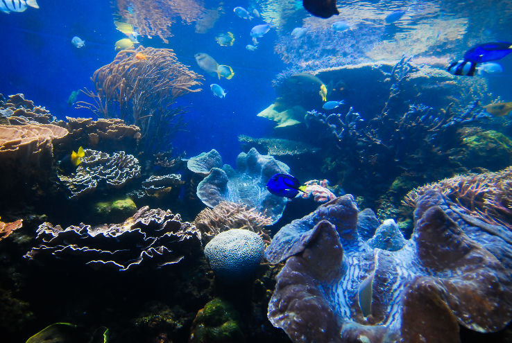 Waikiki Aquarium Trip Packages