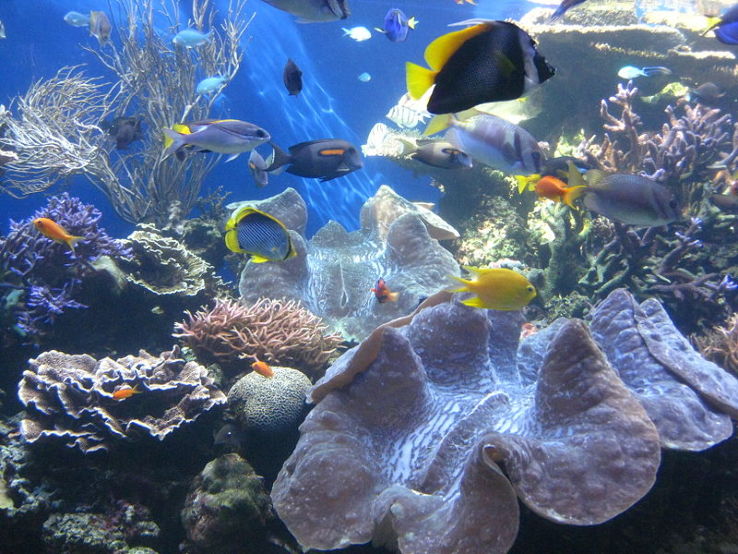 Waikiki Aquarium Trip Packages