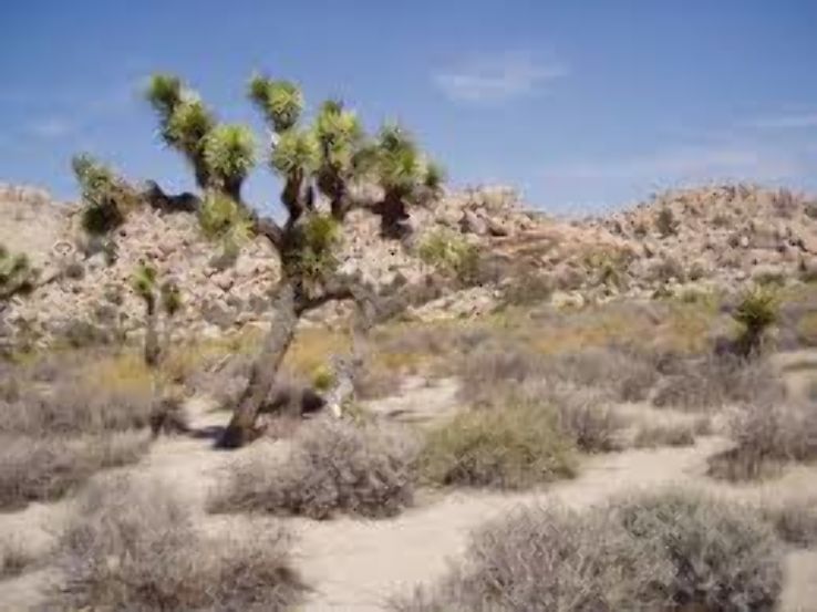 Joshua Tree Excursions  Trip Packages