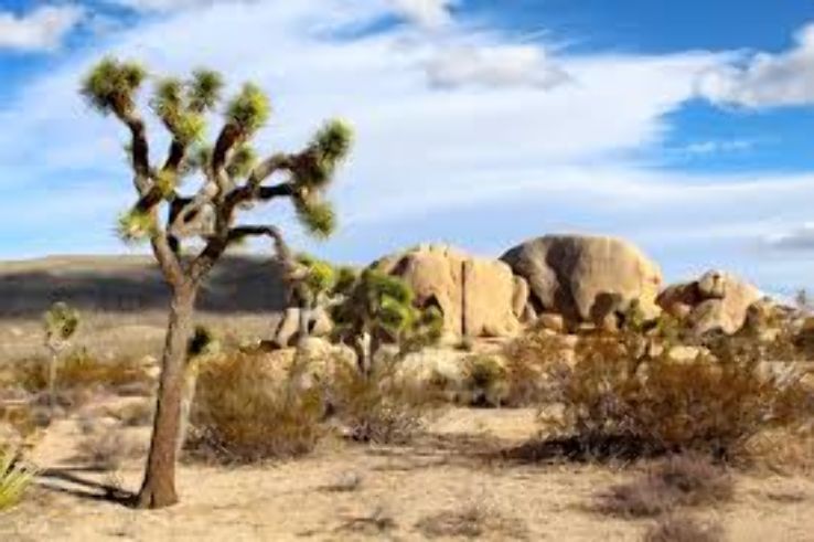 Joshua Tree Excursions  Trip Packages