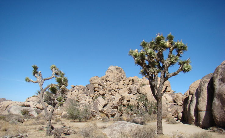 Joshua Tree Excursions  Trip Packages