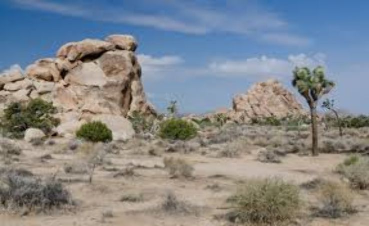 Joshua Tree  Visitor Trip Packages