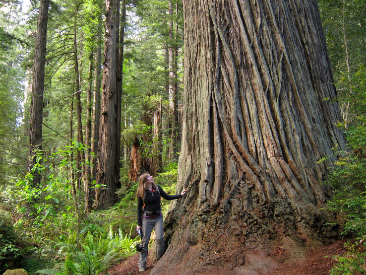 redwood national park Trip Packages