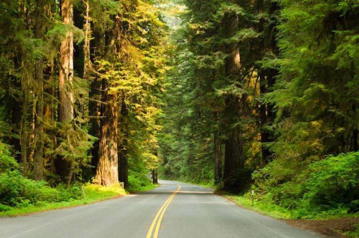 redwood national park Trip Packages