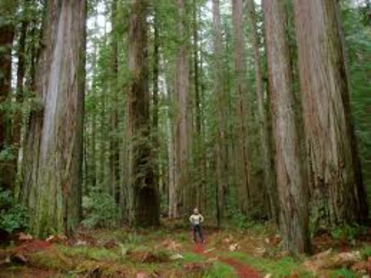 redwood national park Trip Packages