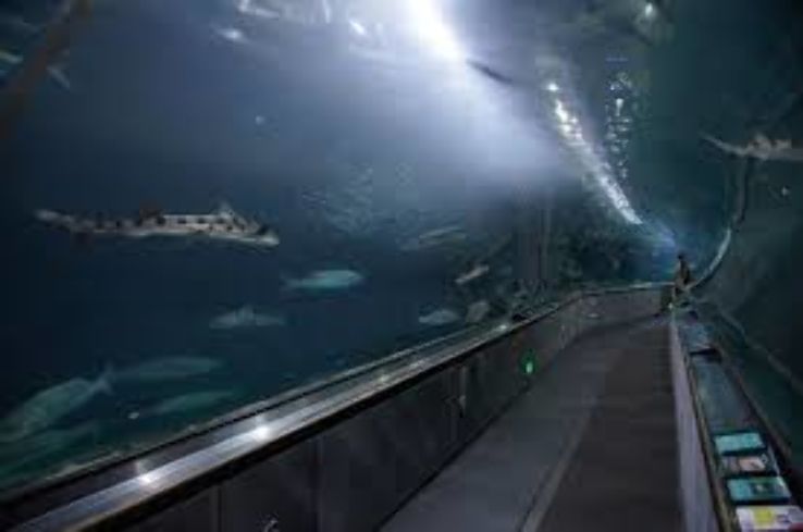 Aquarium of the Bay  Trip Packages