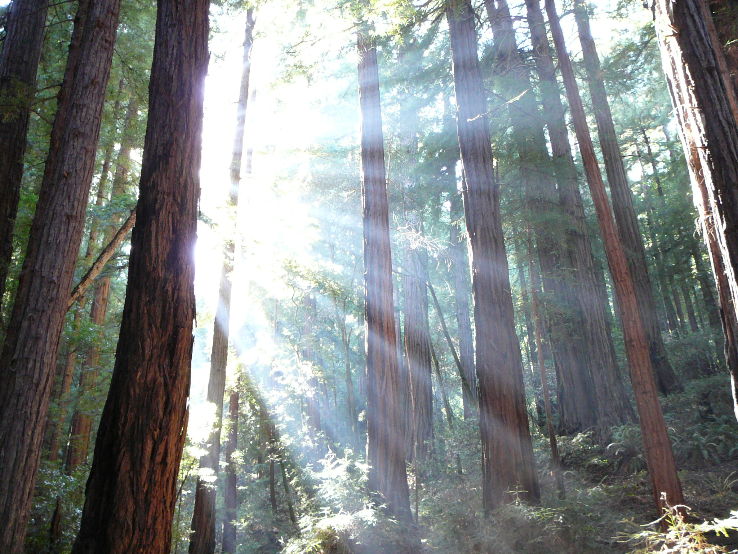 Muir Woods Monument  Trip Packages