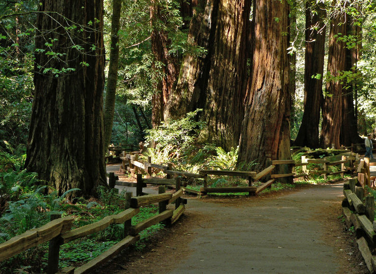 Muir Woods Monument  Trip Packages
