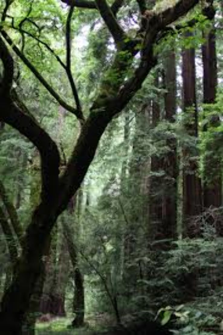 Muir Woods Monument  Trip Packages