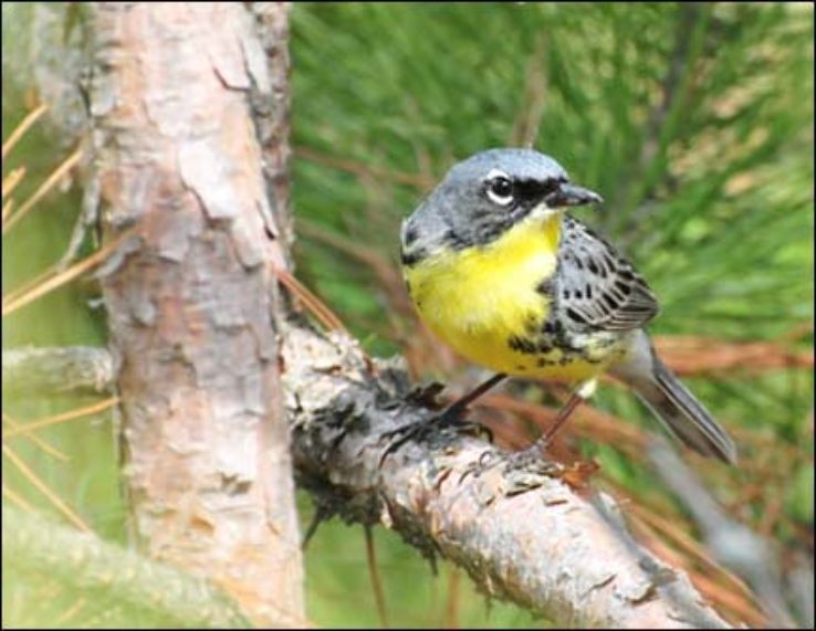  Kirtlands Warbler Monument Trip Packages