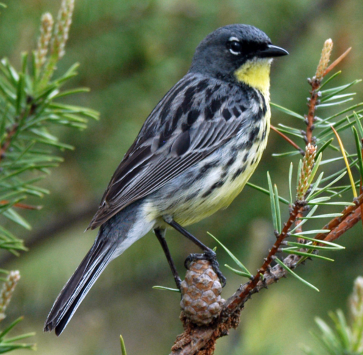  Kirtlands Warbler Monument Trip Packages