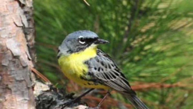  Kirtlands Warbler Monument Trip Packages