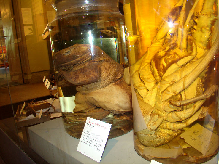 Harvard Museum of Natural History  Trip Packages
