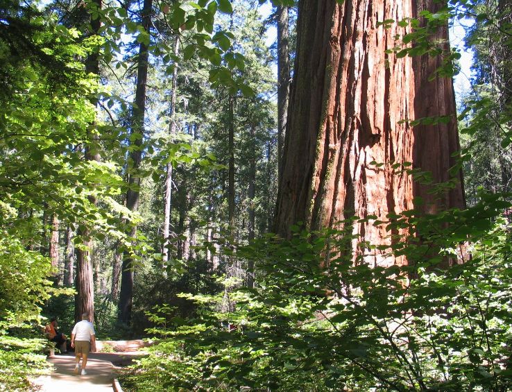 Calaveras Big Tree State Park  Trip Packages
