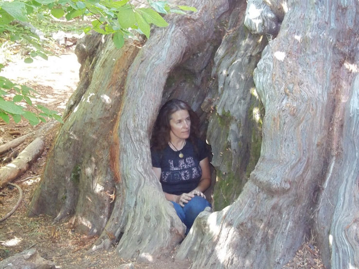 Calaveras Big Tree State Park  Trip Packages