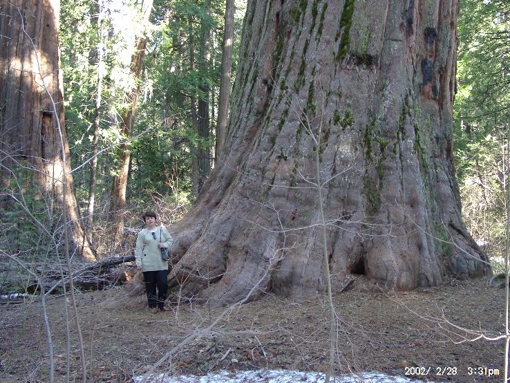 Calaveras Big Tree State Park  Trip Packages