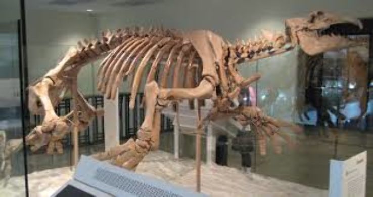  Natural History Museum Trip Packages