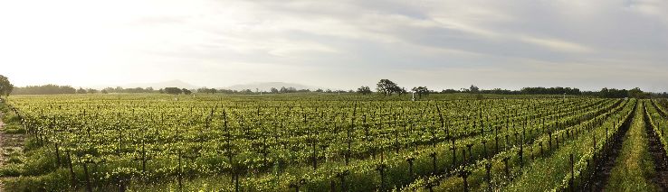 Bistreri Vineyards Trip Packages