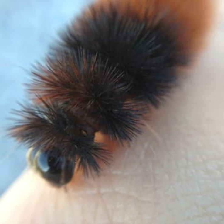 Shiawassee National Wildlife Refuge Trip Packages