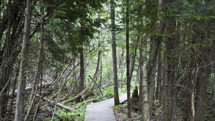 Thorne Swift Nature Preserve Trip Packages